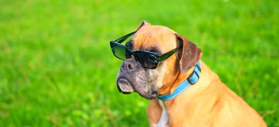 Is Boxer A Friendly Dog?