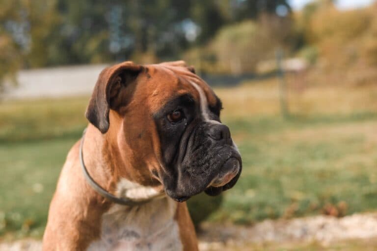 Is Boxer An Aggressive Dog?