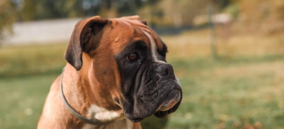 Is Boxer An Aggressive Dog?