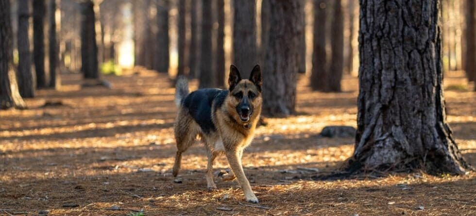 Is German Shepherd Good Or Bad?