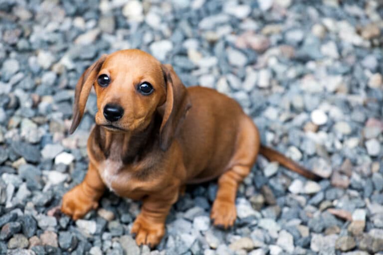 Is It Easy To Train A Dachshund?