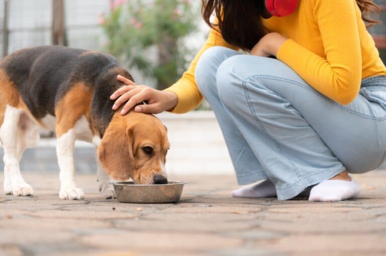 Is Milk Good For Beagles?