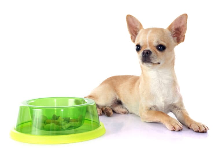 Is Pork Good For Chihuahua?