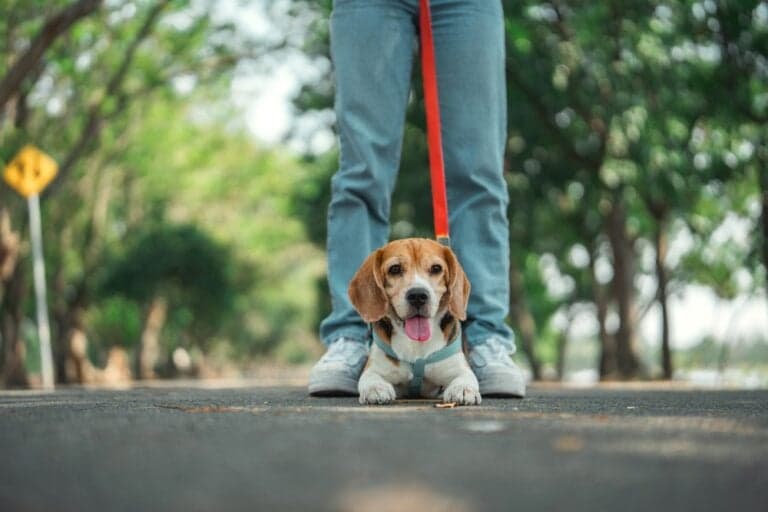 Are Beagles Intelligent?