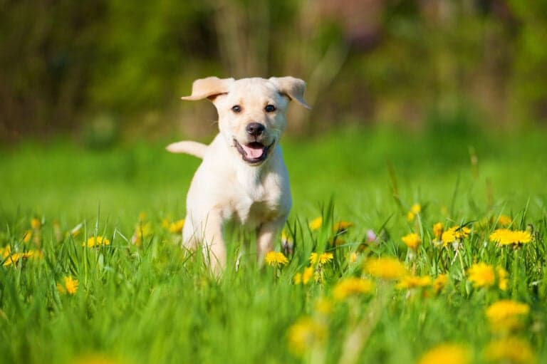 Are Labs The Friendliest Dogs?