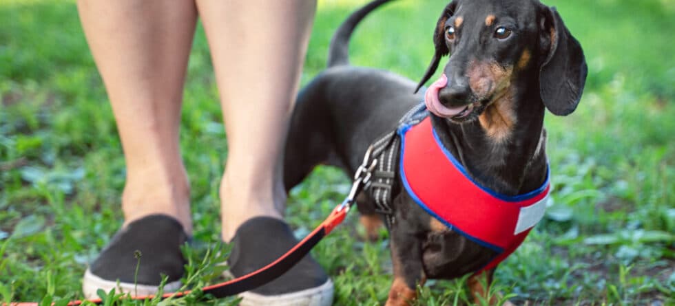 Can A Dachshund Protect You?