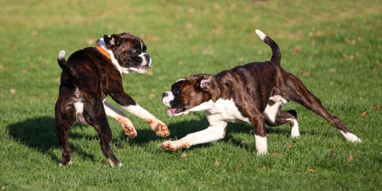 Do Boxers Need A Lot Of Exercise?