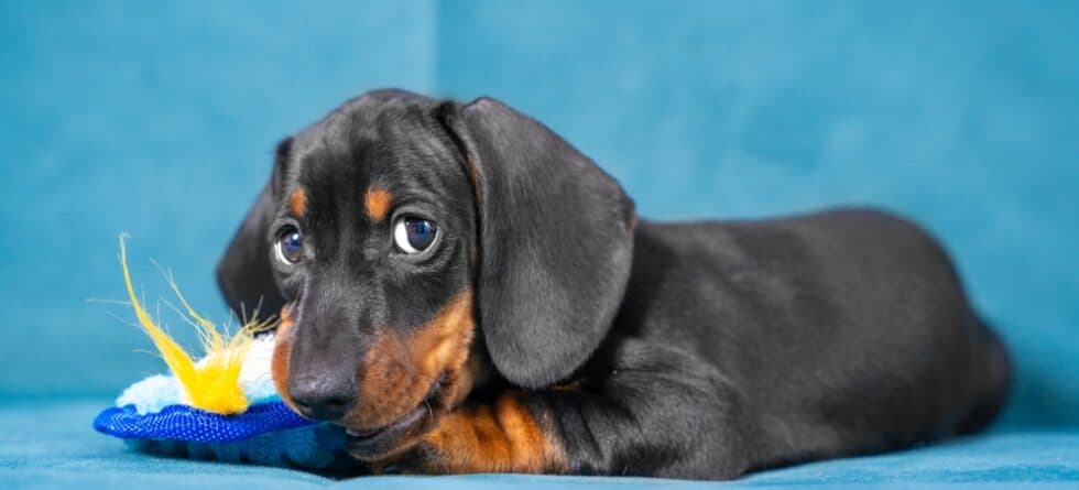Do Dachshunds Have High Anxiety?