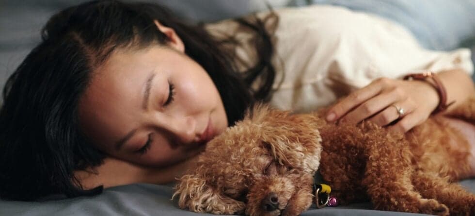 Do Poodles Sleep A Lot?
