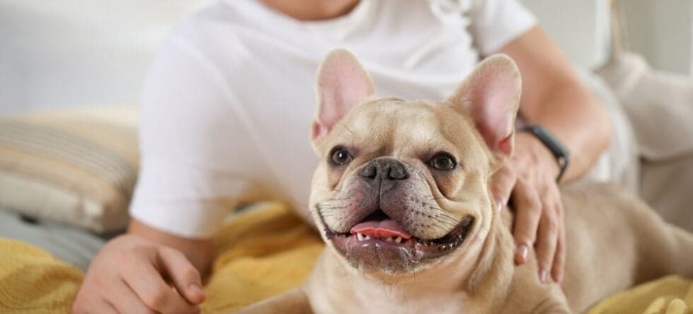 How Long Do French Bulldogs Love?