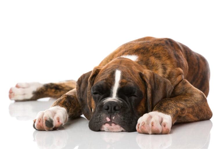 How To Calm Down A Boxer Dog?