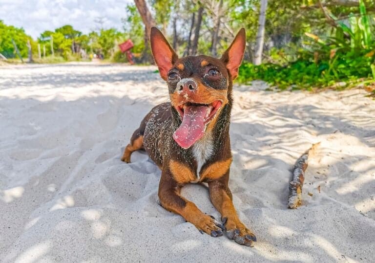 Is A Chihuahua A Good Pet?