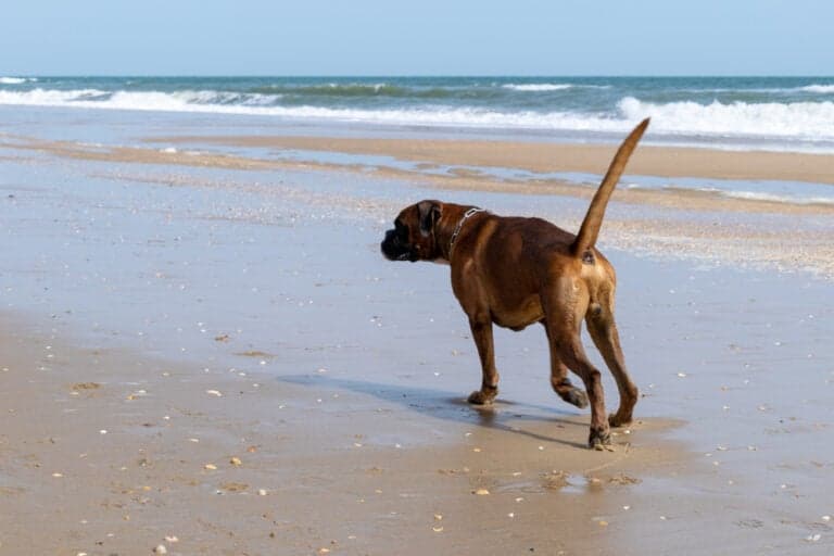 Is Boxer A Smart Dog?