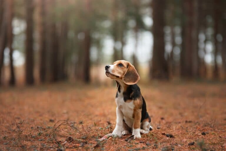 Why Are Beagles Not Good Pets?