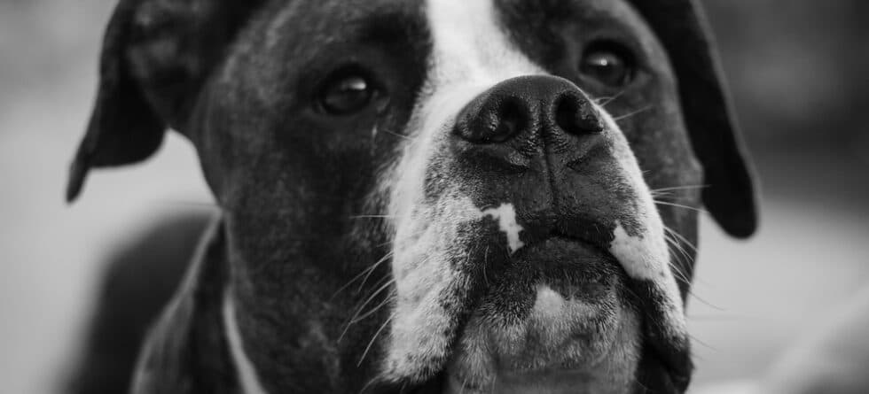 Can Boxer Dogs Cry?