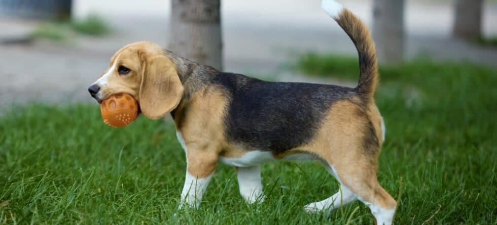 Do Beagles Get Sick Easily?