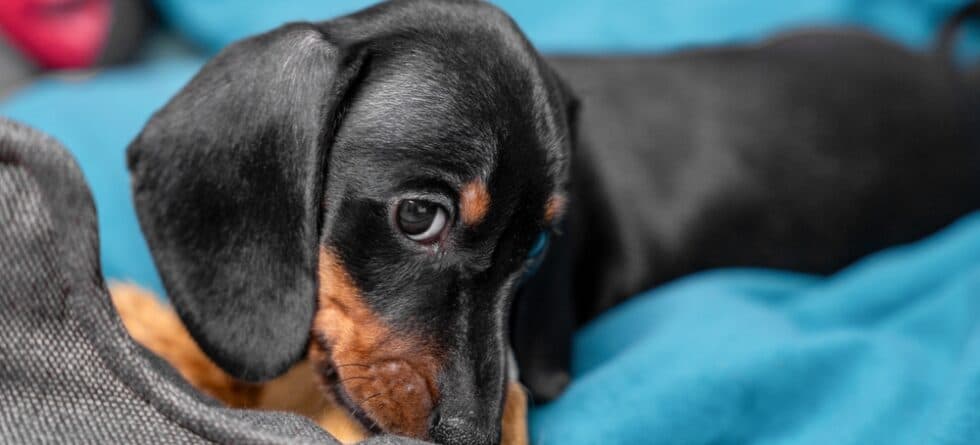 Do Dachshunds Bite Strangers?
