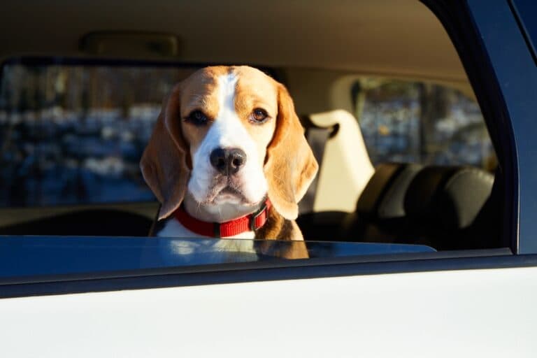 What Are Beagle Scared Of?