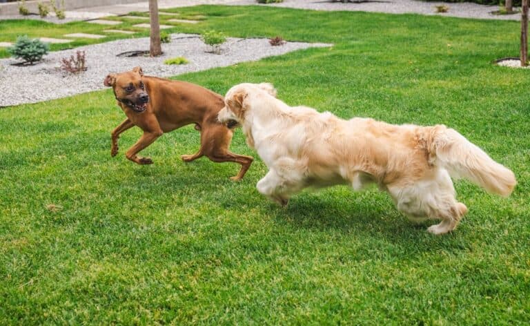 Are Boxer Dogs Aggressive?