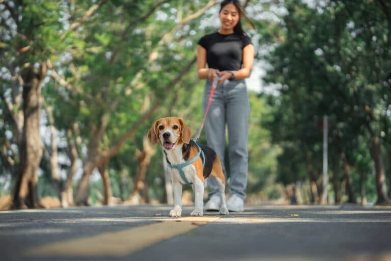 Do Beagles Remember People?