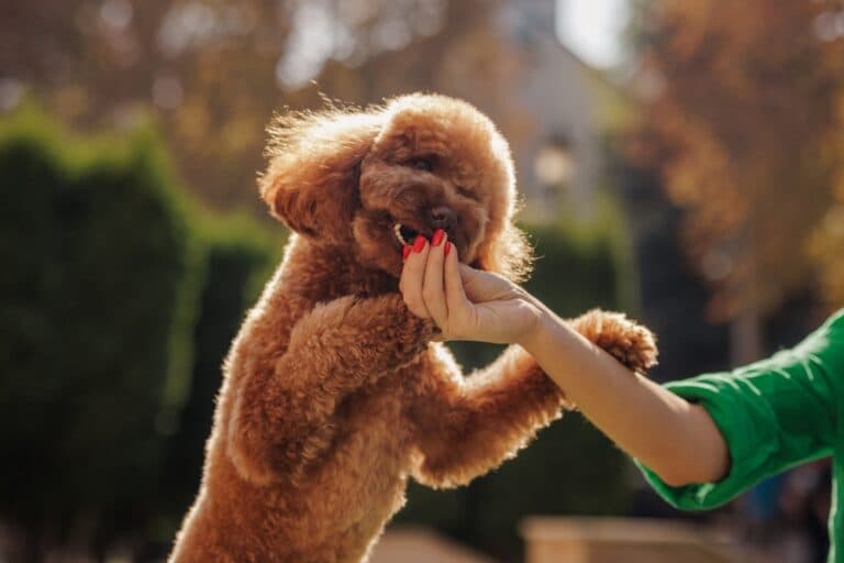Do Poodles Get Jealous Easily?