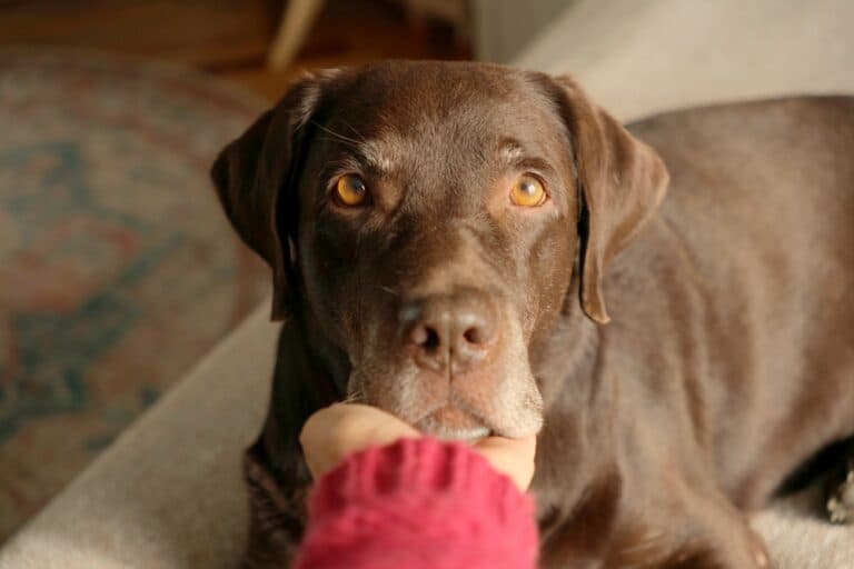 Does My Lab Know I Love Him?