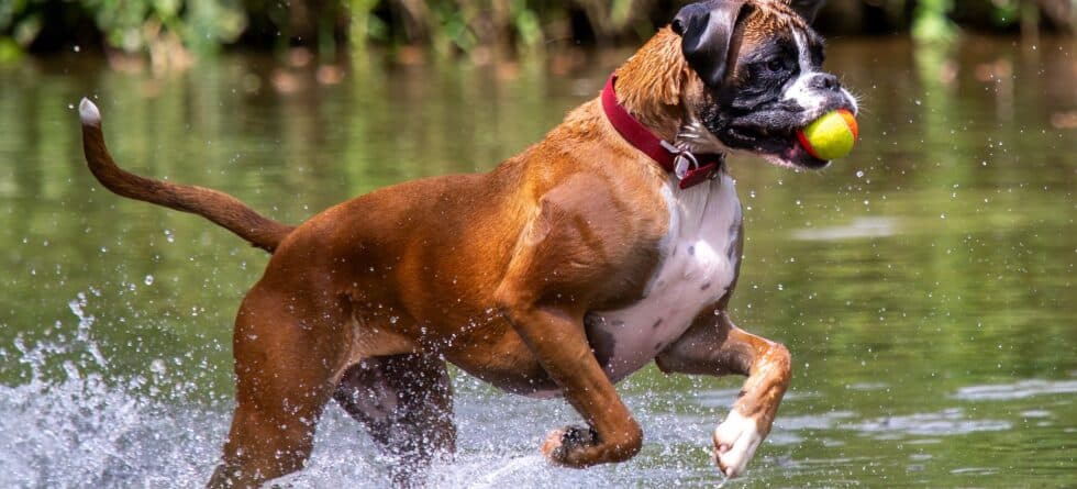 Are Boxers Scared Of Water?