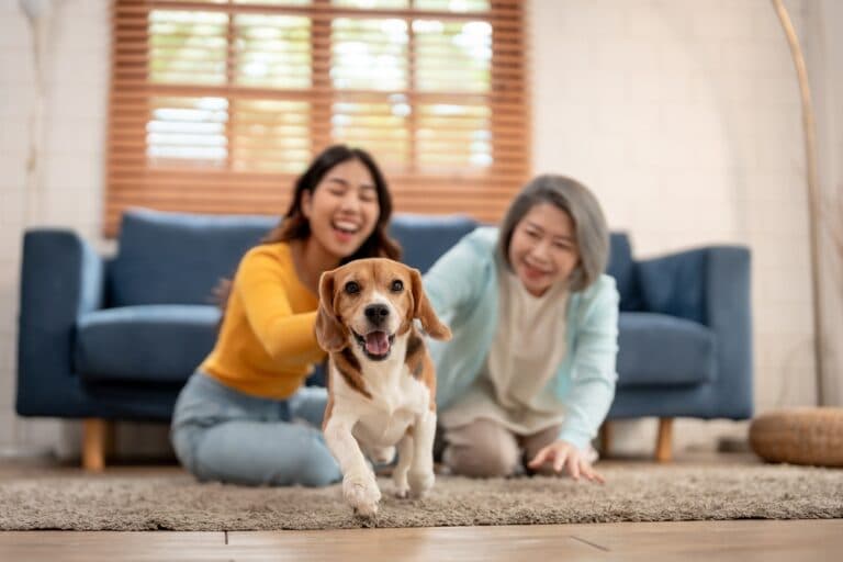 Do Beagles Have An Odor?