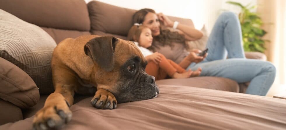 Is Boxer High Maintenance?