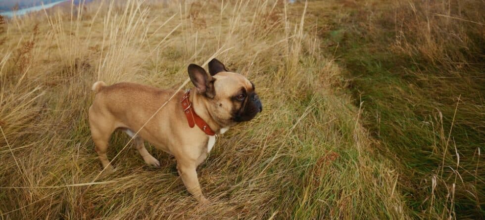 What Annoys French Bulldogs?