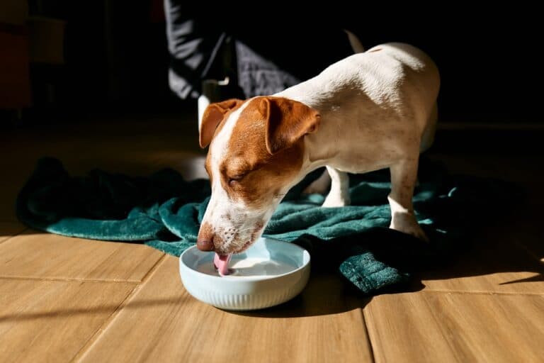 Can Dogs Drink Milk?
