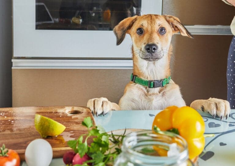 What Dogs Can Eat List?