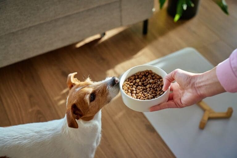 What Food Do Dogs Eat The Most?