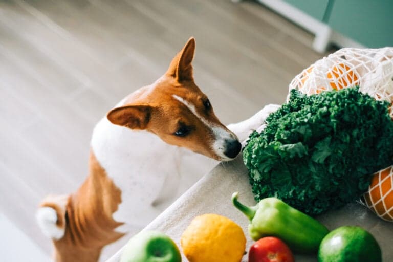 What Is The Best Food For Dogs?