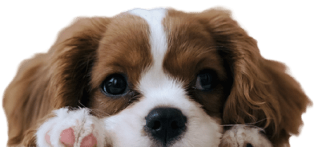 Cavalier King Charles Spaniel puppy