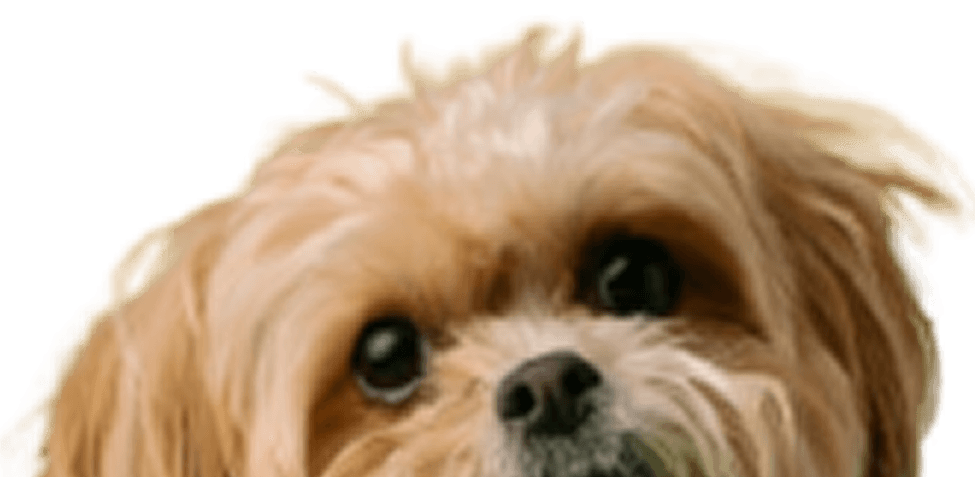 Puppy