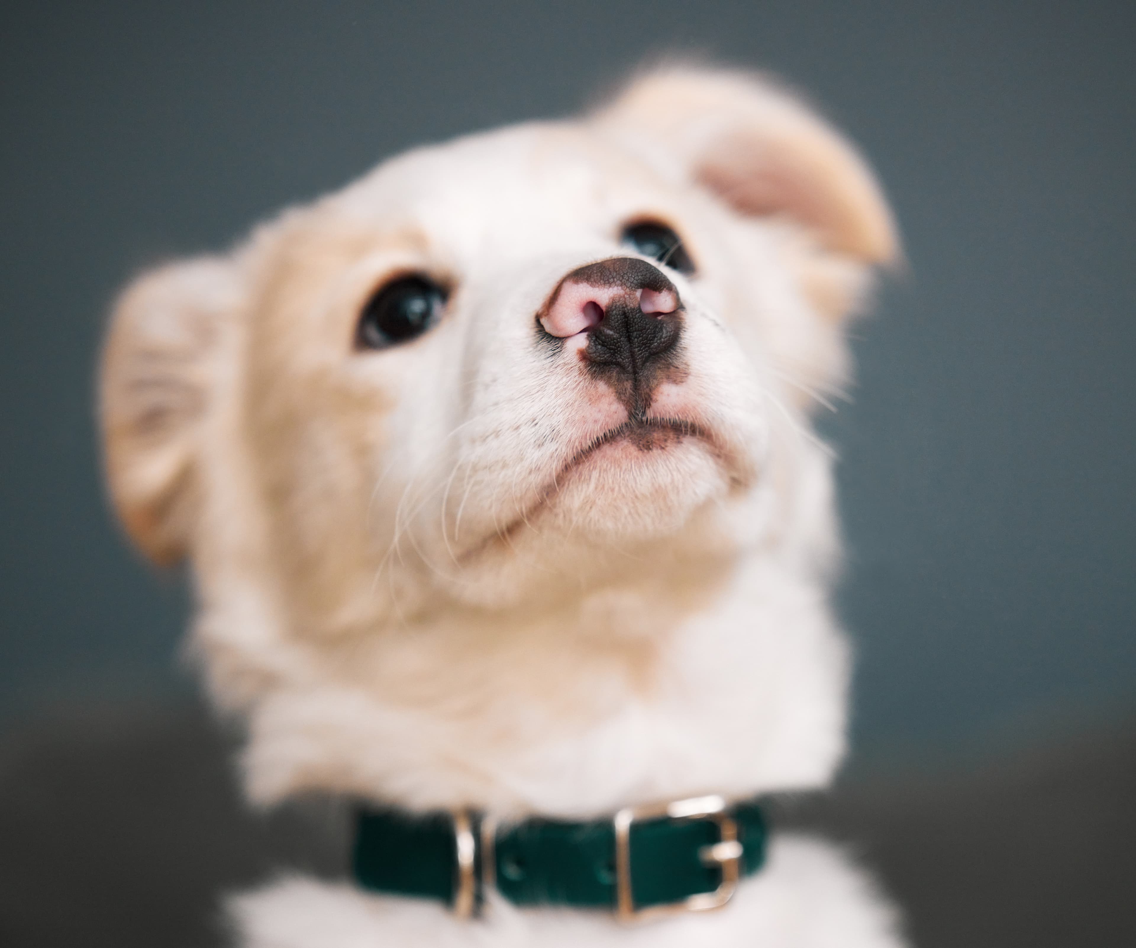 Sarah M.'s puppy