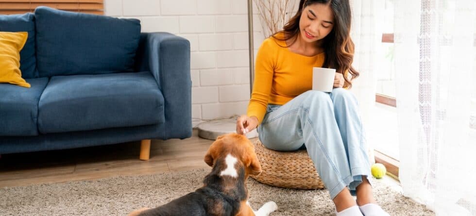 Are Beagles Good Family Dogs?