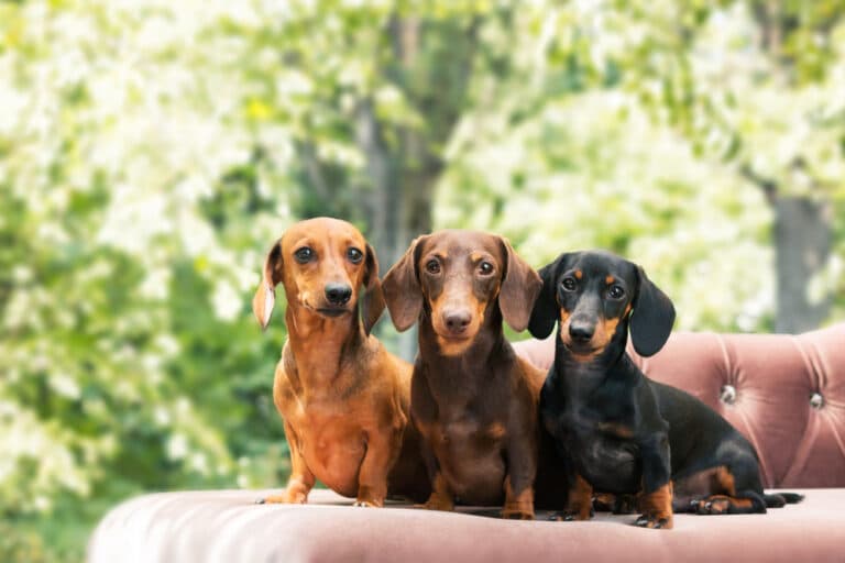 Are Dachshunds Kid Friendly?