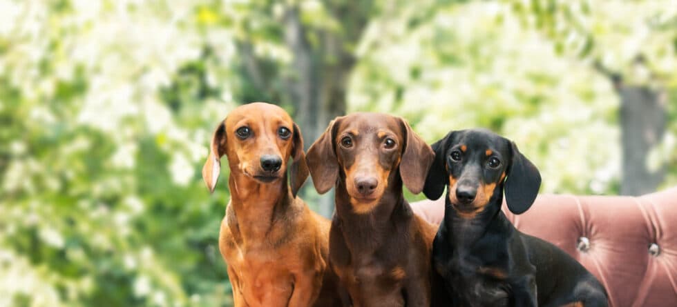 Are Dachshunds Kid Friendly?