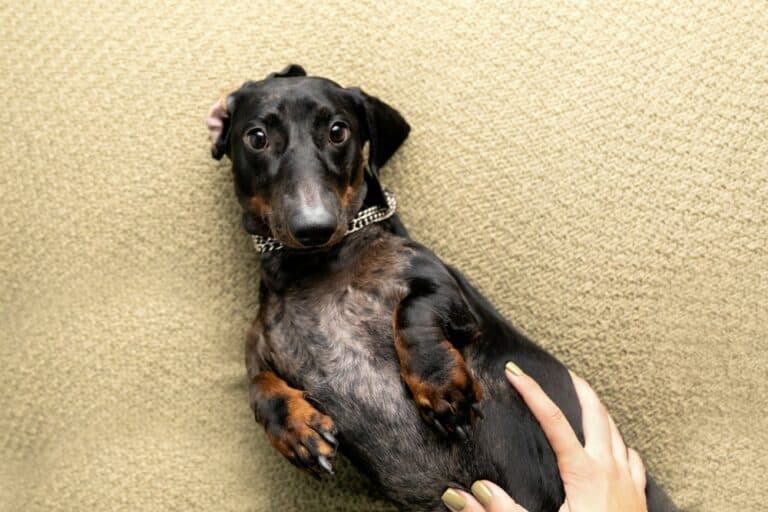 Are Dachshunds Shy?