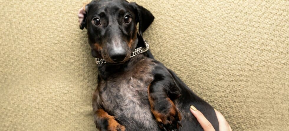 Are Dachshunds Shy?