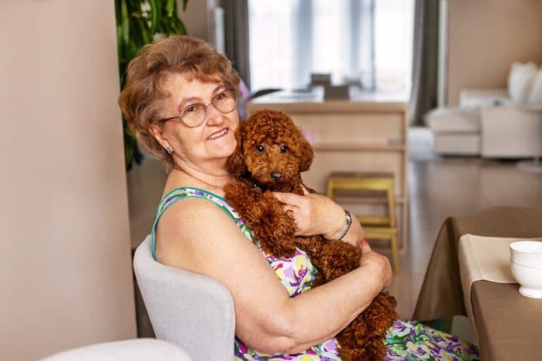 Are Poodles Very Sensitive?