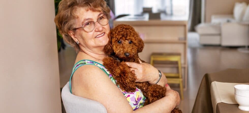 Are Poodles Very Sensitive?