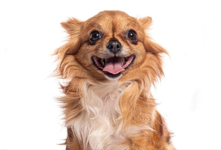 At What Age Are Chihuahuas Old?