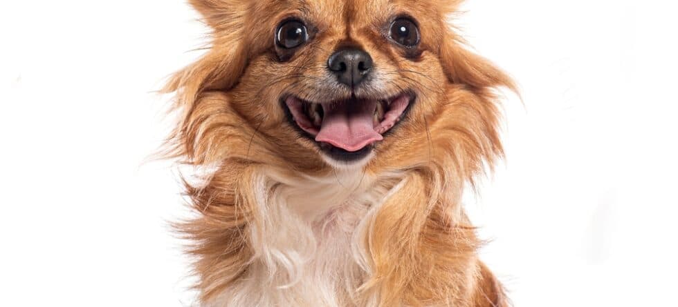 At What Age Are Chihuahuas Old?