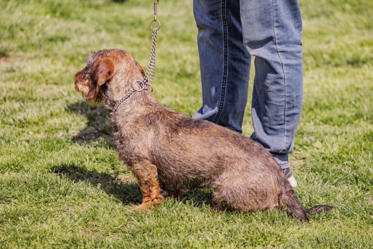 Can A Dachshund Go All Night Without Peeing?