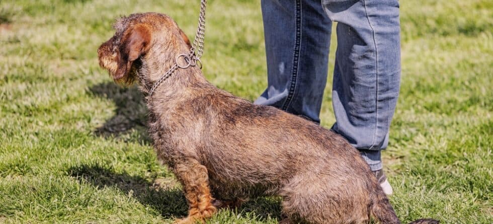 Can A Dachshund Go All Night Without Peeing?
