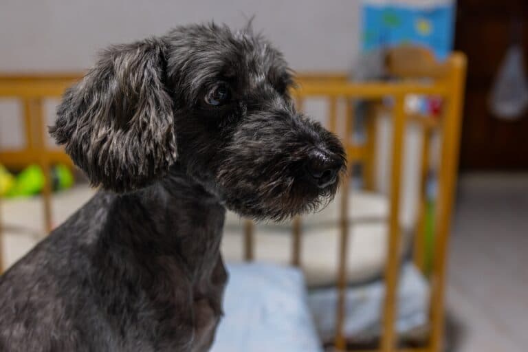 Can A Poodle Be Left Alone?