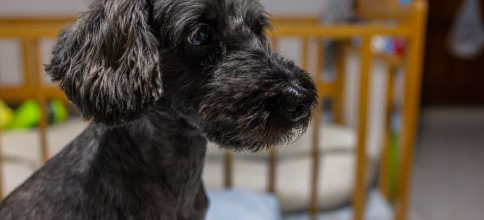 Can A Poodle Be Left Alone?